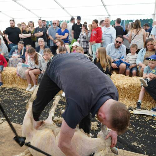 Cneifio yn lloc yr anifeiliaid