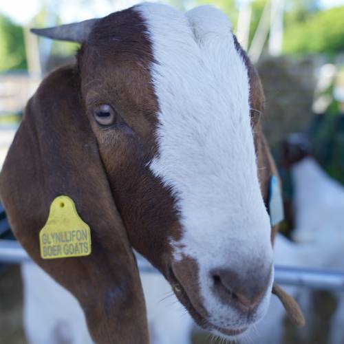 Gwyl Fwyd Caernarfon