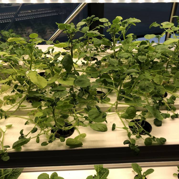 Cnydau a dyfwyd gan ddefnyddio hydroponeg