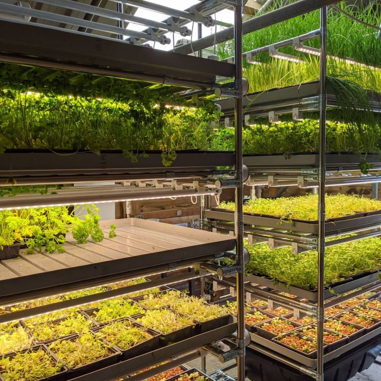 Yr uned hydroponeg VF 5207 – system o ddefnyddio hydroponeg i dyfu cnydau ar silffoedd wedi'u pentyrru